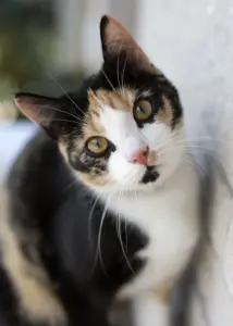 Dreifarbige Katze mit grünen Augen schaut neugierig in die Kamera.Dreifarbige Katze mit grünen Augen schaut neugierig in die Kamera.