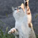 Graue Katze blickt neugierig nach oben während der Betreuung bei Samtpfoten Squad
