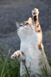 Graue Katze blickt neugierig nach oben während der Betreuung bei Samtpfoten Squad