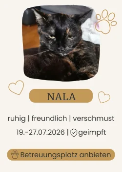 Schwarze Katze liegt entspannt und blickt in die Kamera.