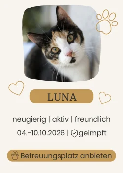 Dreifarbige Katze mit grünen Augen schaut neugierig in die Kamera.Dreifarbige Katze mit grünen Augen schaut neugierig in die Kamera.