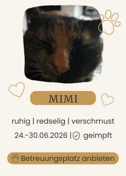 Katze mit dunklem Fell in einer Nahaufnahme des Gesichts.