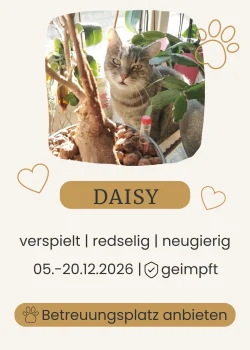 Katze sitzt auf einem kleinen Baumstamm neben einer Zimmerpflanze.