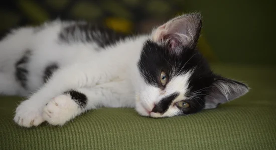 Kleine schwarz-weiße Katze liegt entspannt und schaut ruhig in die Kamera.